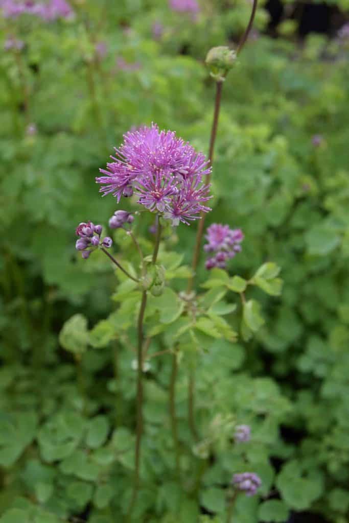 Thalictrum aquilegiifolium 'Thundercloud' ---